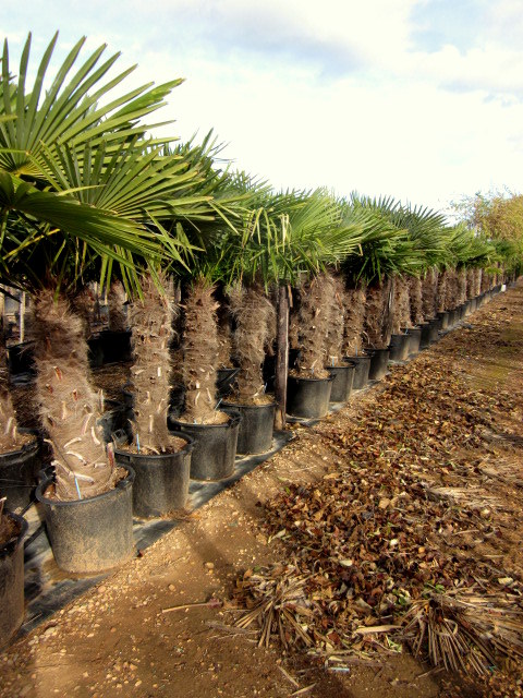 Palmenland 200cm Gesamtöhe Trachycarpus fortunei Hanfpalme 80-100cm Stamm 