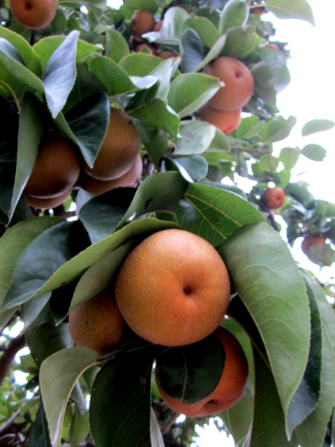 Zitronenlust - Onlineshop für mediterrane Pflanzen und Bäume - Nashibaum  \'Hosui\', Asiabirne,Pyrus pyrifolia\' Housi\' | Obstbäume & Gemüsepflanzen