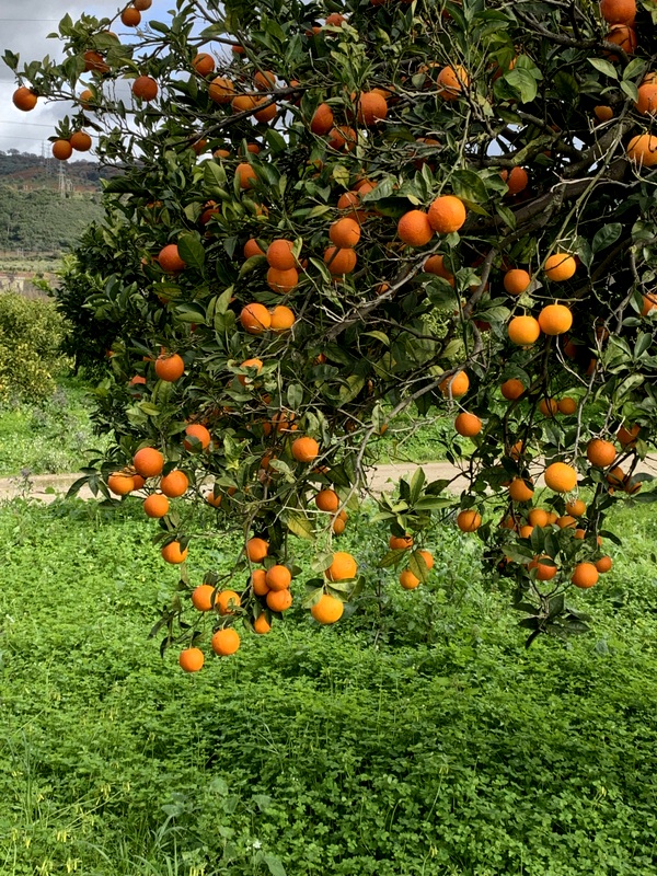 echte Orange Zitruspflanze Citrus sinensis Apfelsine Pflanze 70-100 cm
