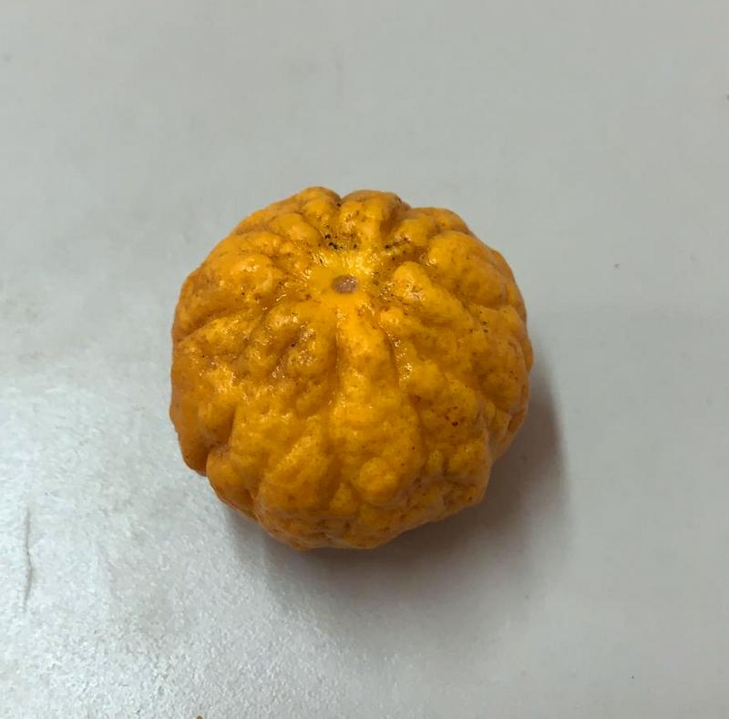 - für Orange Poncirus - und Bäume Zitronenlust mediterrane Pflanzen trifolita,Bitterorange,Dreiblättrige Onlineshop