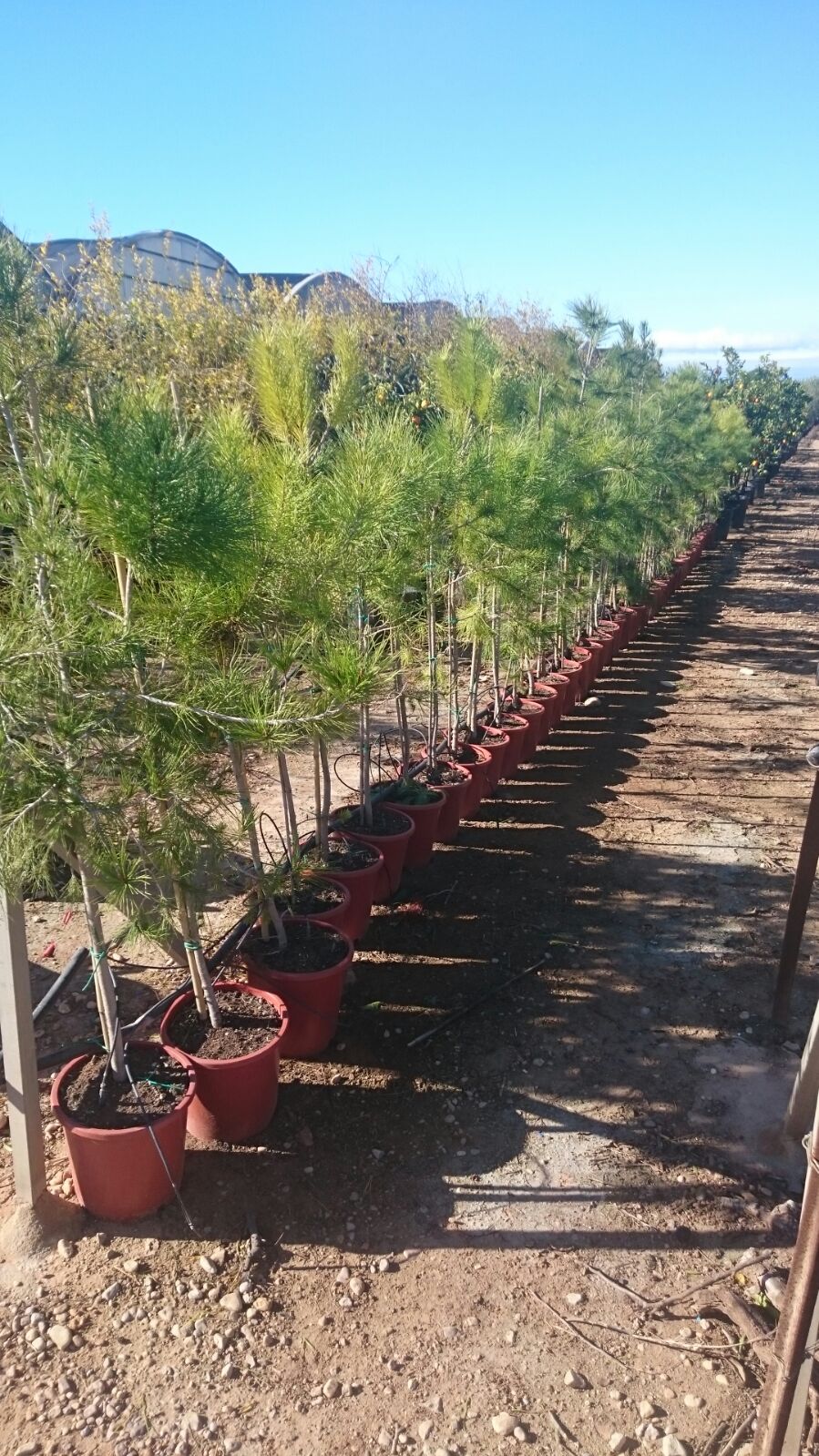 Zitronenlust - Onlineshop fr mediterrane Pflanzen und Bume - Pinus  pinea,Pinie, Mittelmeer-Kiefer