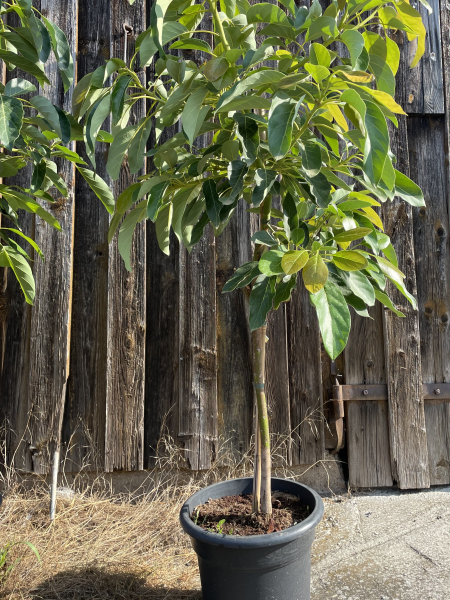 Avocado - Persea americana - 150cm extra - veredelt - Avocadopflanze