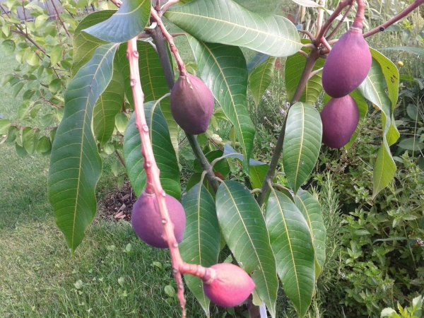 Mangobaum (magnifera indica)