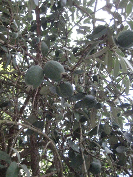 Acca sellowiana
