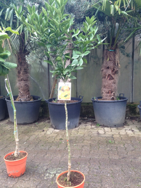 Satsuma Myagawa - Citrus unshiu ' -130cm - frosttolerante Mandarine - 8°C