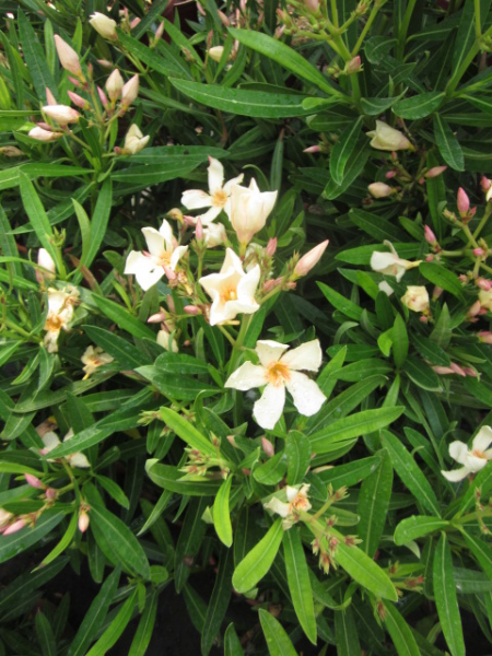 Ogelber Oleander(Nerium oleander)