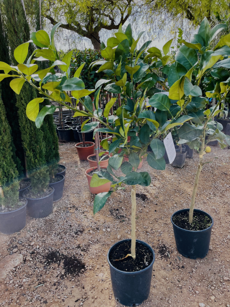 Pomelo -  Citrus maxima - 140cm- - extra