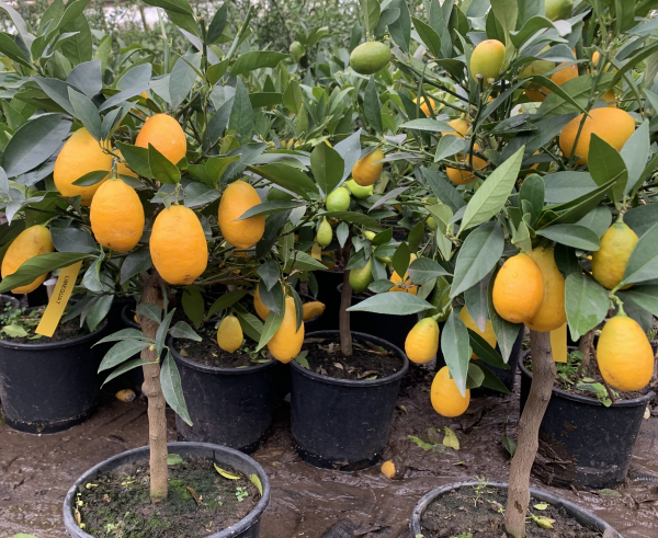 Limequat -Busch - Citrus aurantifoliia x Fortunella margarita - Limette+Kumquat  - extrem saftig+süsse essbare Schale