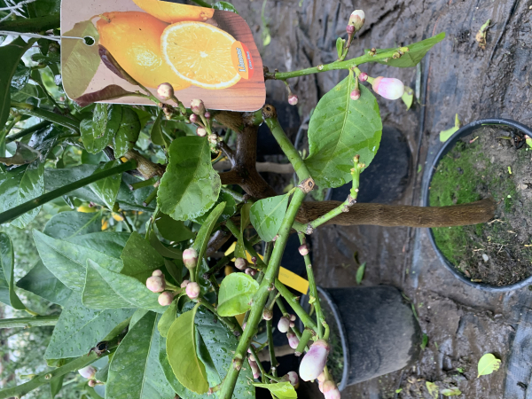 Lipo - Riesenzitrone - Citrus lumia - 160cm