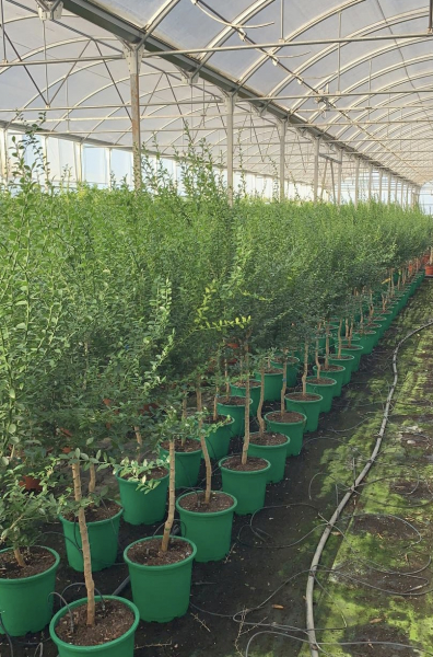 Rote australische Fingerlimette 'Red Champagne' - 130cm- Microcitrus australasica - die feine Fruchtige!