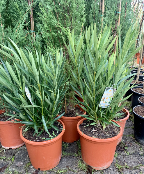 Oleander  -  Nerium oleander - gelbe Blüten - 80cm
