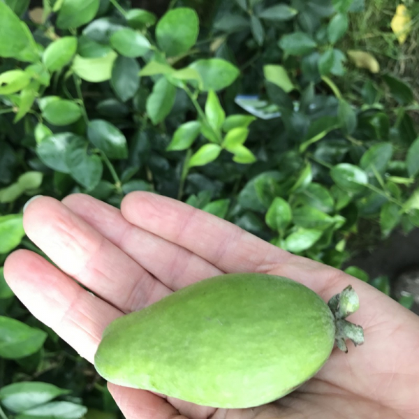 Ananas-Guave - Acca sellowiana - Brasilianische Ananasguave - Busch 140cm
