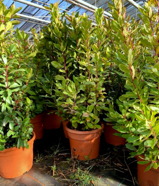 Erdbeerbaum - Arbutus unedo - Busch - 160cm