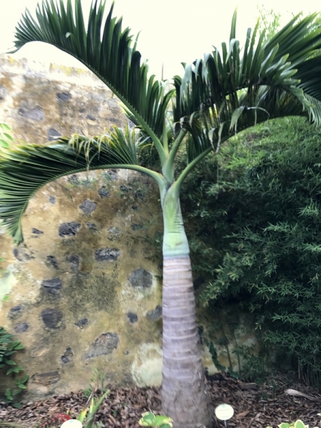Königspalme - Archontophoenix alexandrae - Feuerpalme - Alexanderpalme