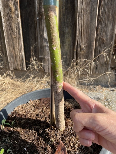 Avocado - Persea americana - 150cm extra - veredelt - Avocadopflanze