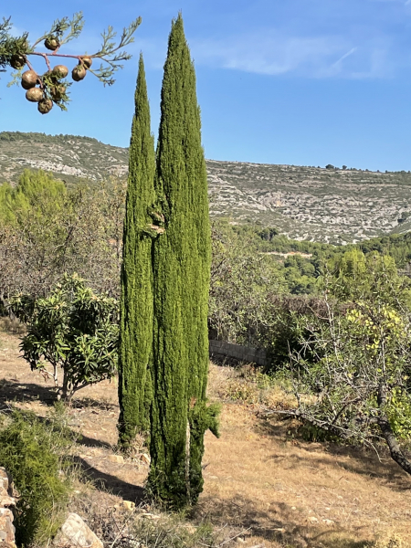 4x Mittelmeerzypresse 'Totem'  180cm- Säulenzypresse - Mittelmeer-Zypresse - Cupressus sempervirens 'Totem'