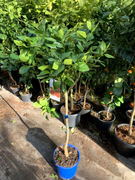 Orangenbaum - Citrus sinensis - 130cm