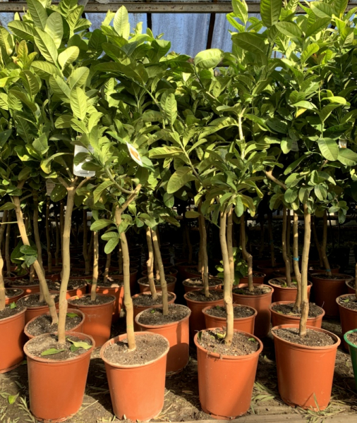 Buddha's Hand Zitrone - Citrus medica 'digitata' - Fingerzitrone - 130