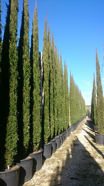 5x Mittelmeerzypresse - Säulenzypresse - Mittelmeer-Zypressen - Cupressus sempervirens- 100cm