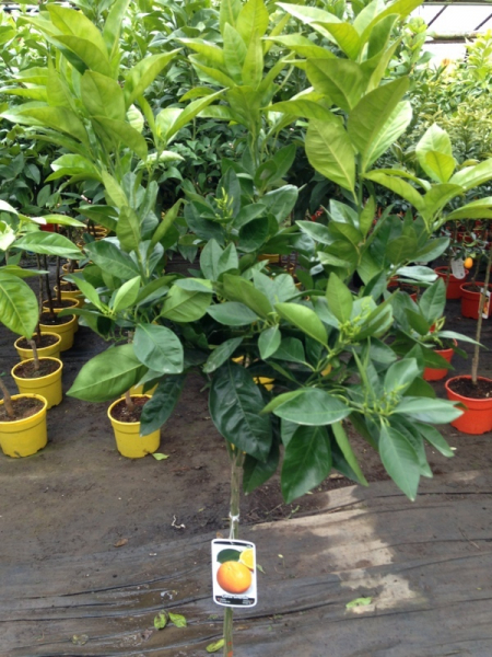 Orangenbaum - Citrus sinensis - 150cm