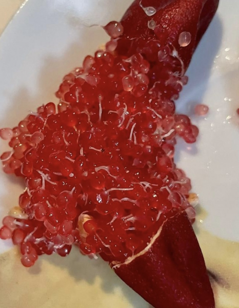 Rote australische Fingerlimette 'Red Champagne' - 130cm- Microcitrus australasica - die feine Fruchtige!