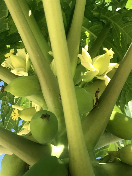 Carica Papaya - Papaya - Melonenbaum