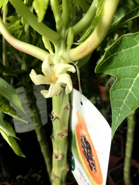 Carica Papaya - Papaya - Melonenbaum