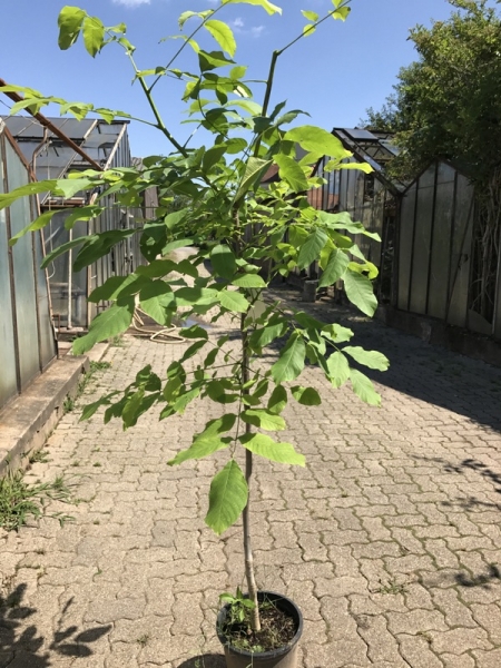 Kastanie - Edelkastanie - Esskastanie -  Castanea sativa - Marone - Kastanienbaum 170cm