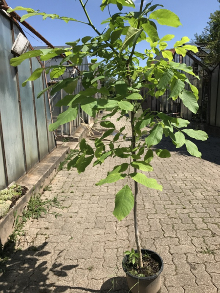 Esskastanie Castanea sativa