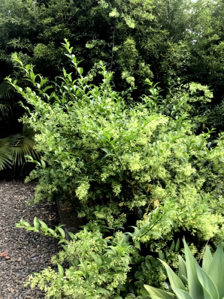 Nachtjasmin - Cestrum nocturnum