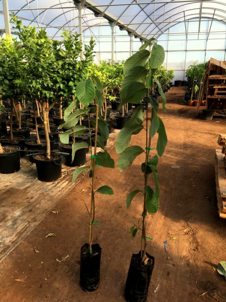 Cherimoya - Rahmapfel - veredelt - Annona cherimola- 170cm