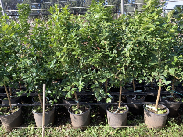 Saure mexikanische Limette - Citrus aurantifolia -- Cocktail-Limette -140cm