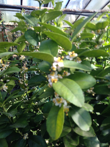 Saure mexikanische Limette - Citrus aurantifolia -- Cocktail-Limette -140cm
