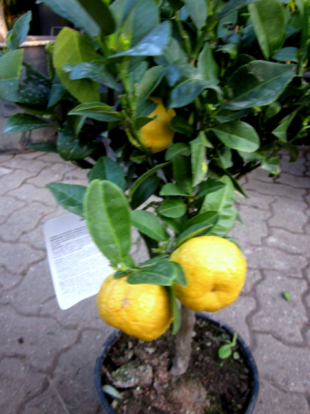 Süße römische Limette - Citrus limetta Pursha