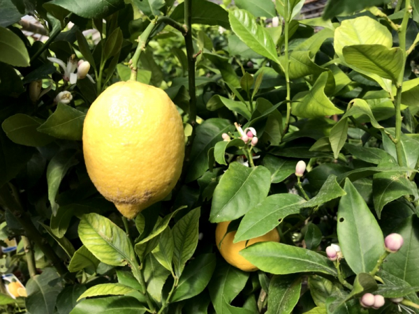 Zitronenbaum - Citrus limon 'Eureka' - 170cm - Hochstamm extra - Zitrone