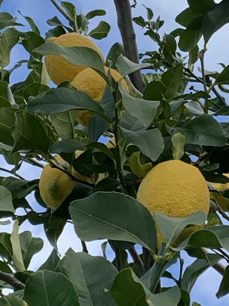 Zitronenbaum 'Citrus limon lunario'