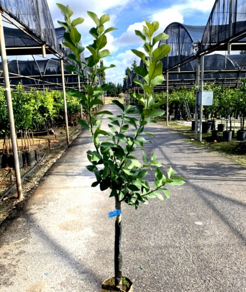 citrus medica 'rosso'