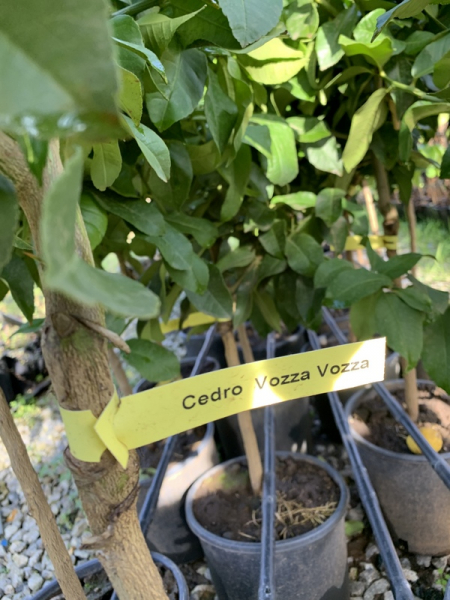 Zitronatzitrone 'Vozza Vozza‘ - 130cm - Citrus limon x Citrus grandis 'Vozza Vozza' - Cedro - Ätna-Zitrone