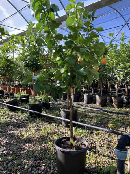 Zitronatzitrone 'Vozza Vozza‘ - 130cm - Citrus limon x Citrus grandis 'Vozza Vozza' - Cedro - Ätna-Zitrone