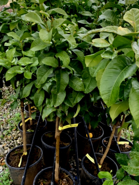 Zitronatzitrone 'Vozza Vozza‘ - 130cm - Citrus limon x Citrus grandis 'Vozza Vozza' - Cedro - Ätna-Zitrone