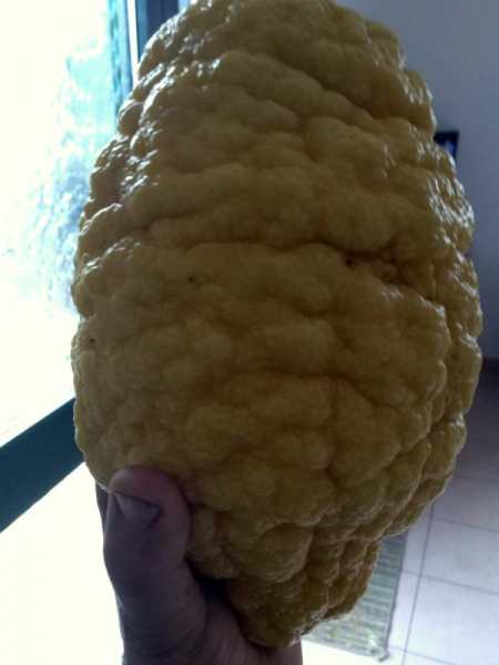 Citrus medica 'Diamante',Zitronatzitrone