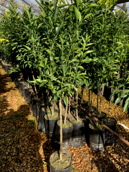 Mittelmeer-Mandarine - Citrus reticulata 'Avana' - Mandarine