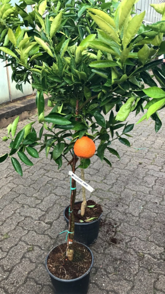 Satsuma - Citrus unshiu -130cm - frosttolerante Mandarine - 8°C