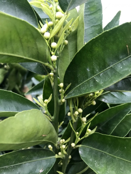 Mandarine - Mandarinenbaum - Citrus reticulata - Hochstamm 190cm - XXL