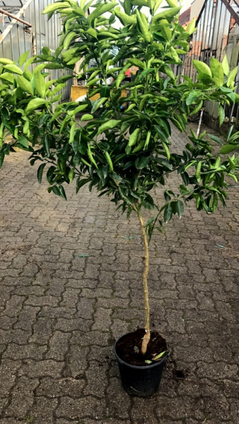 Mandarine - Mandarinenbaum - Citrus reticulata -140cm