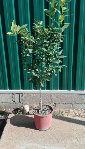Satsuma - Citrus unshiu -130cm - frosttolerante Mandarine - 8°C