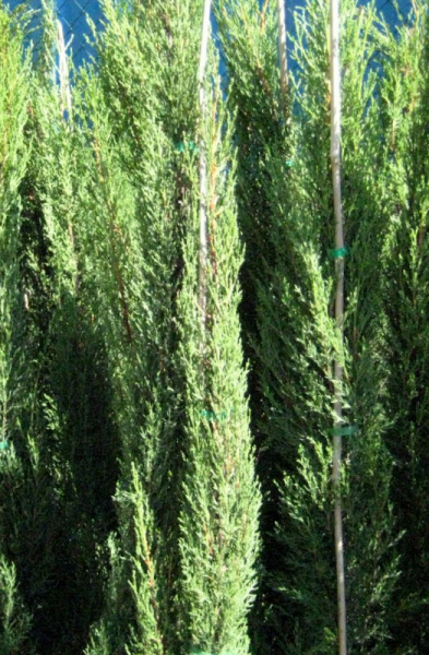 3x Mittelmeerzypresse - Säulenzypresse - Mittelmeer-Zypressen - 170cm  - Cupressus sempervirens