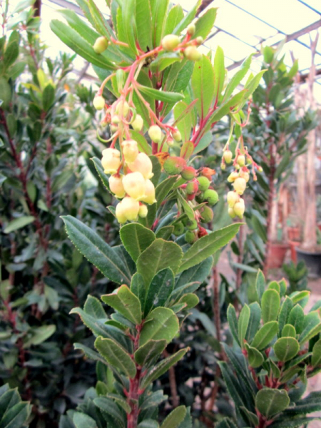 Erdbeerbaum - Arbutus unedo - Busch - 160cm