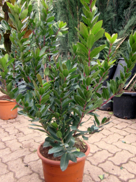Erdbeerbaum - Arbutus unedo - Busch - 160cm