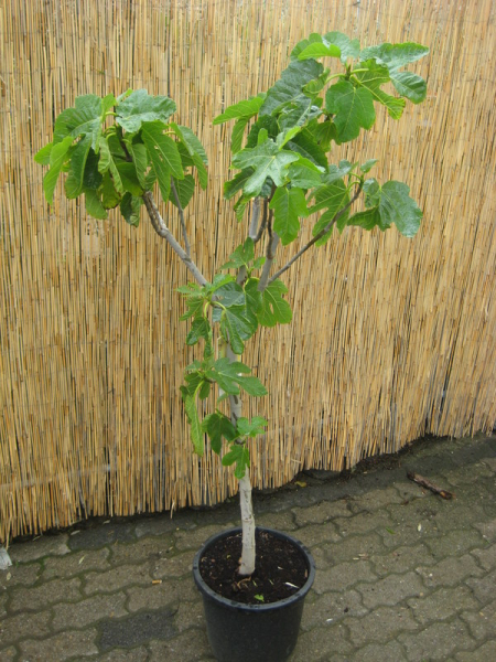 Bananenfeige - Ficus carica 'Longue d'Aout' -  Feigenbaum - sehr winterhart -180 cm